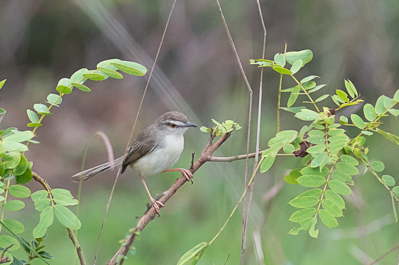 Witteugelprinia